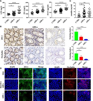 Leaky Gut Driven by Dysbiosis Augments Activation and Accumulation of Liver Macrophages via RIP3 Signaling Pathway in Autoimmune Hepatitis